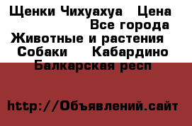 Щенки Чихуахуа › Цена ­ 12000-15000 - Все города Животные и растения » Собаки   . Кабардино-Балкарская респ.